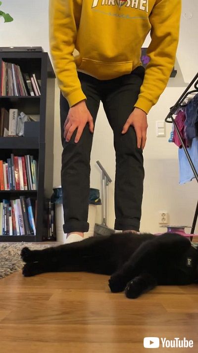 横に倒れる黒猫