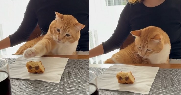 ニャンともおいしいおやつタイム ニャンともおいしいおやつタイム