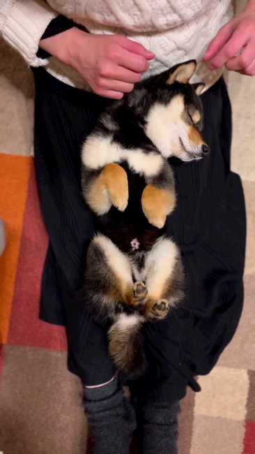 こたのすけくん9