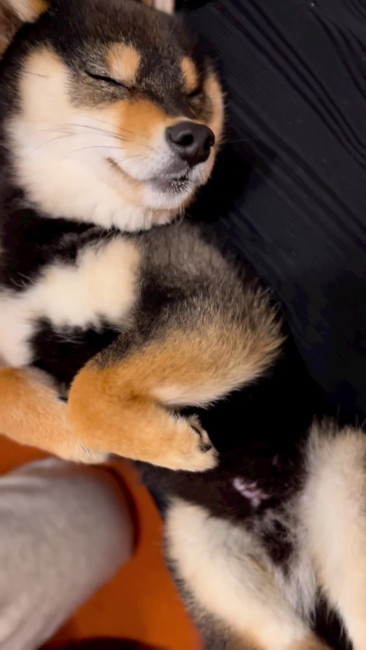 こたのすけくん10