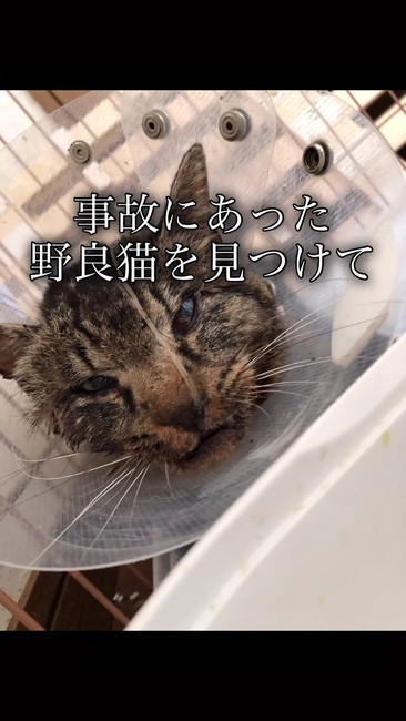野良猫