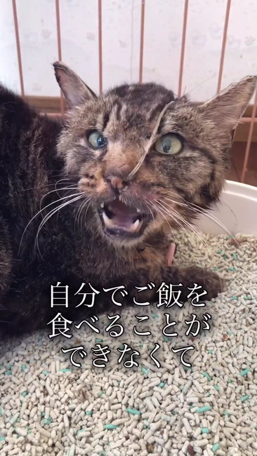 食べることができなくて