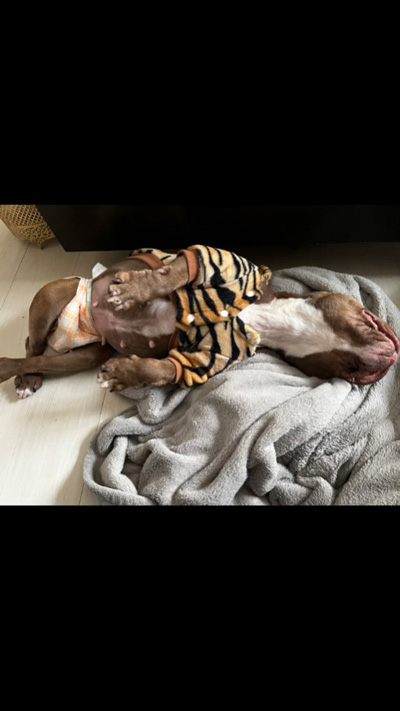 へそ天ベルちゃん