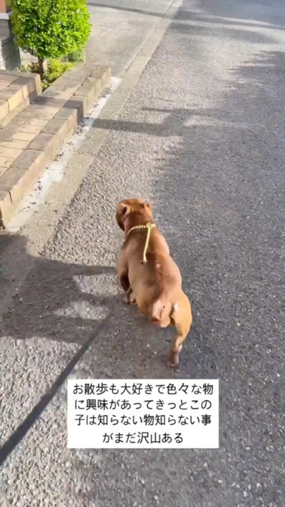 お散歩ベルちゃん