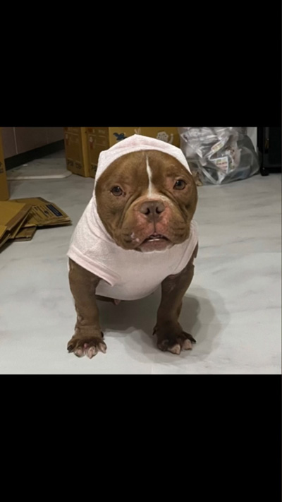 ほっかむりベルちゃん