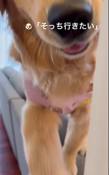 高いところが大好きなワンコ