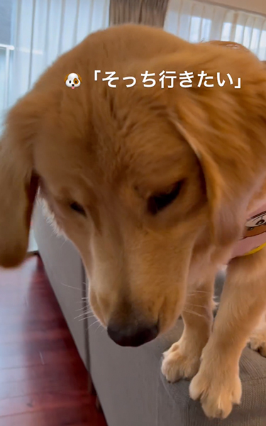 高いところが大好きなワンコ