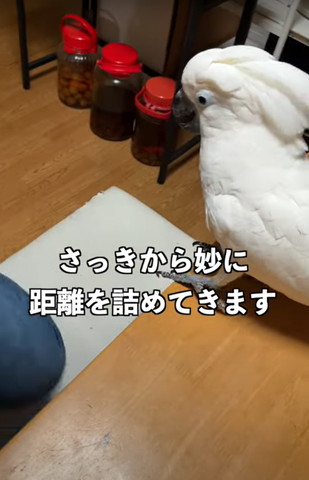 さっきから妙に距離をつめてきますテロップ