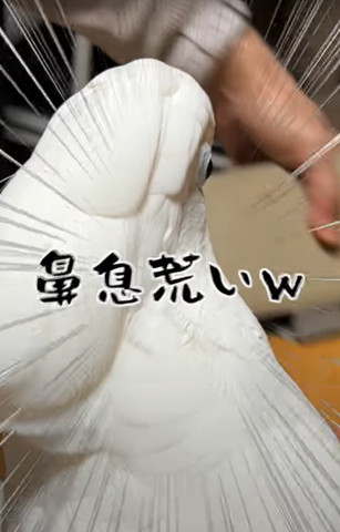 鼻息荒いテロップ