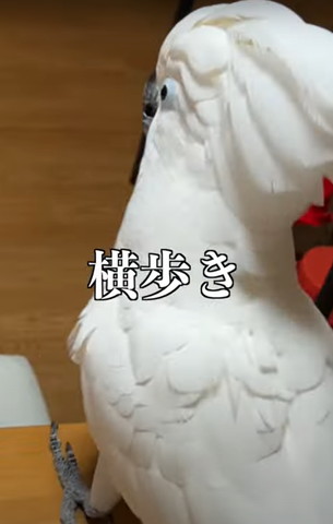 横歩きテロップ