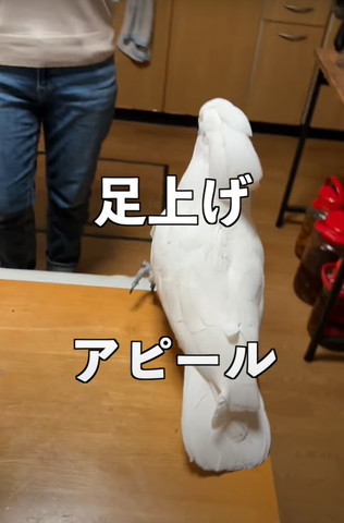 足上げアピールテロップ