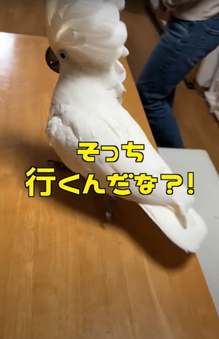そっち行くんだなテロップ
