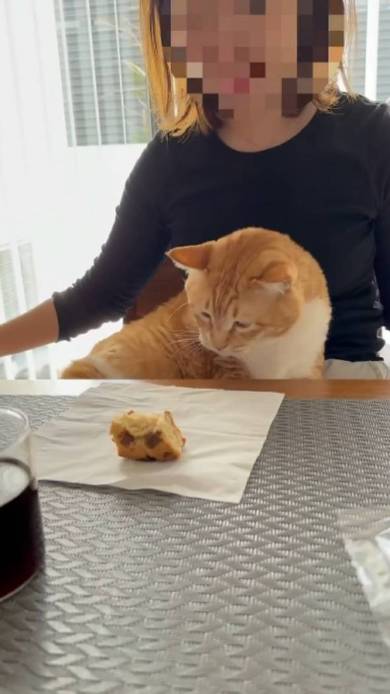 猫におやつを止められる飼い主