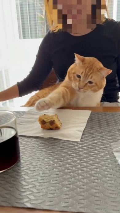 猫におやつを止められる飼い主