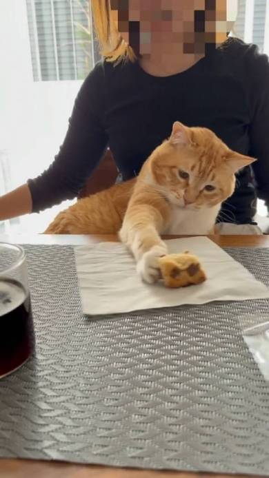 猫におやつを止められる飼い主