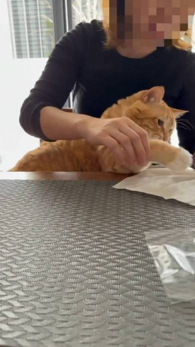 猫におやつを止められる飼い主