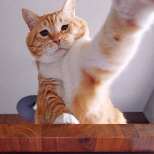 猫におやつを止められる飼い主