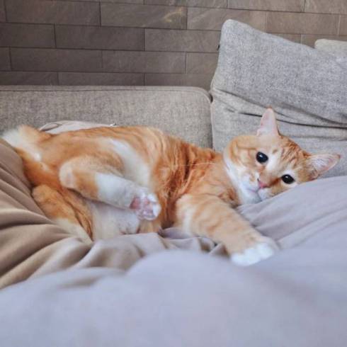 猫におやつを止められる飼い主