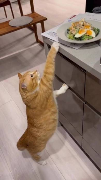 猫におやつを止められる飼い主