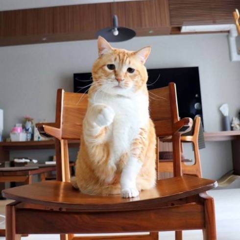 猫におやつを止められる飼い主