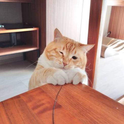 猫におやつを止められる飼い主