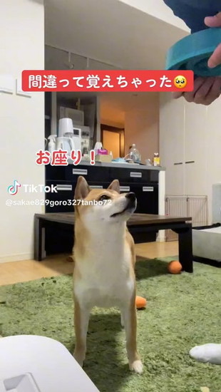 掛け声を聞く犬