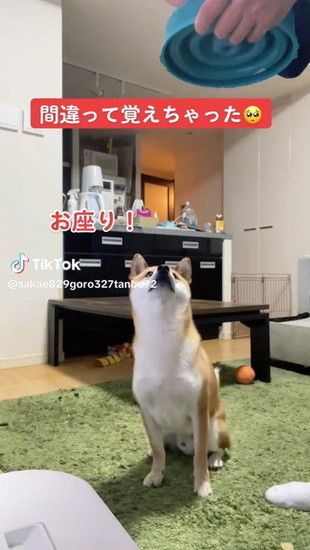 お座りする犬