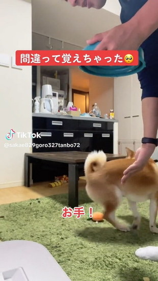 回る犬