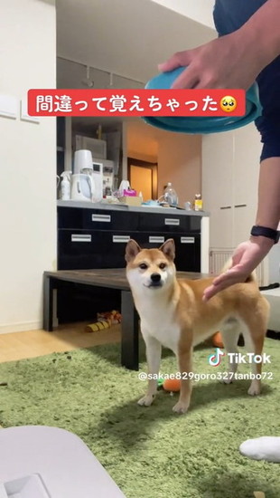 手を見る犬