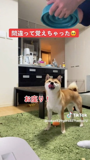 舌を出す犬