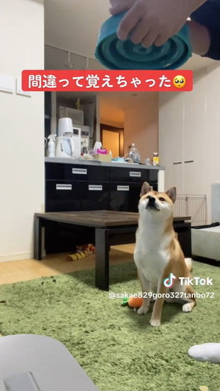 待機する犬