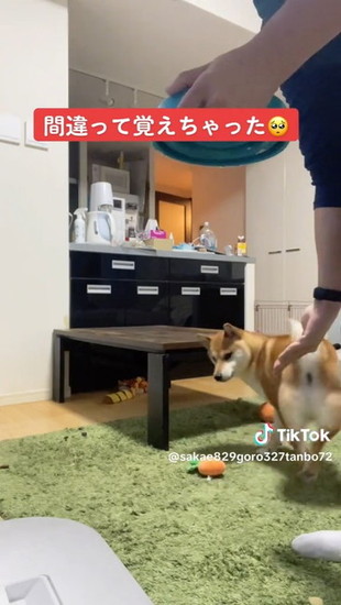 回転する犬