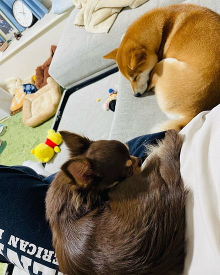 眠る犬