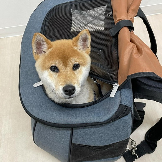 キャリーに入った犬