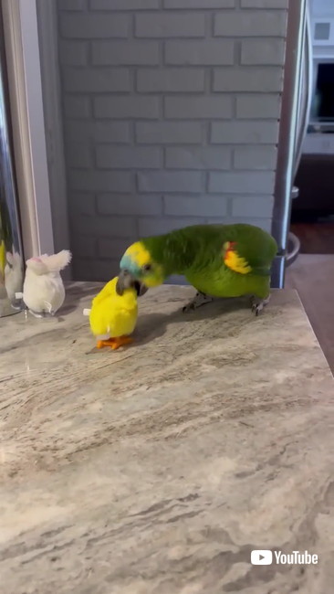 ヒヨコくわえる