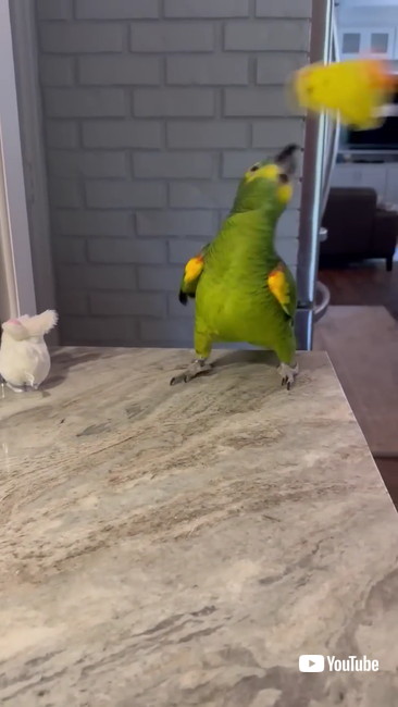 ヒヨコくわえる