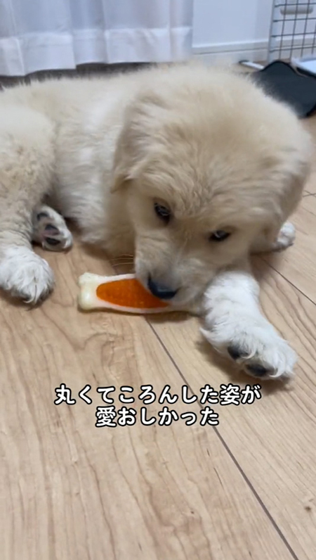 丸くてころんと