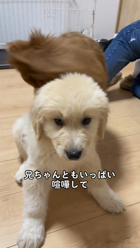 お兄ちゃんとケンカ