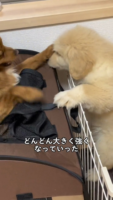 お兄ちゃんの顔面パンチ