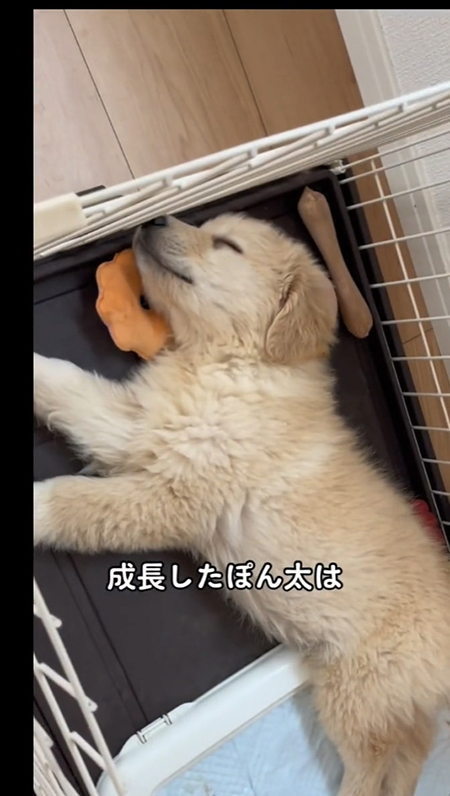 成長したぽん太くん