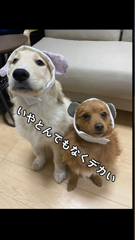 かぶりものきょうだい