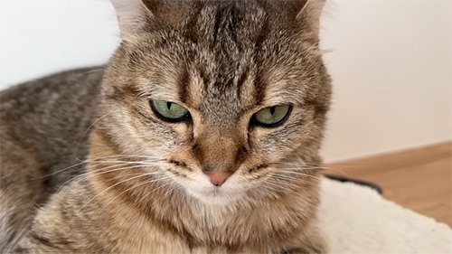 ふれくされしまちゃんアップ