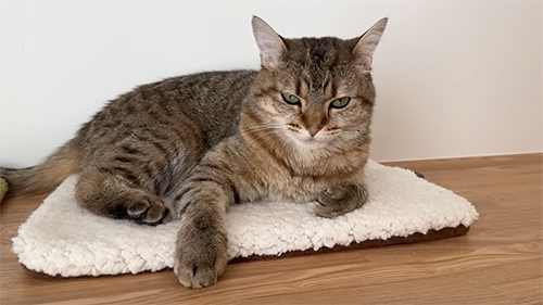 ふれくされしまちゃん