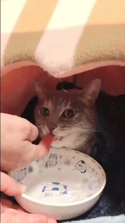 まばたきせずに水を飲む猫