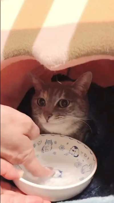 まばたきせずに水を飲む猫