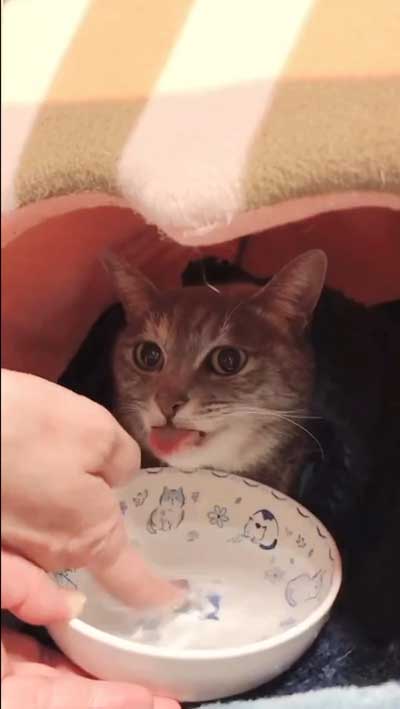 まばたきせずに水を飲む猫