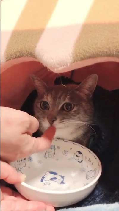 まばたきせずに水を飲む猫