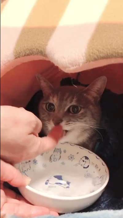 まばたきせずに水を飲む猫