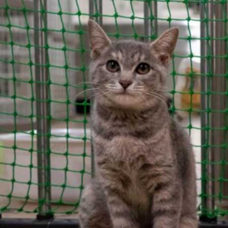 まばたきせずに水を飲む猫