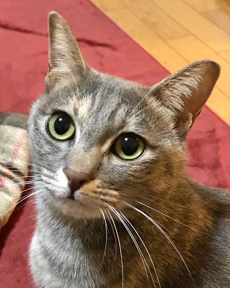 まばたきせずに水を飲む猫